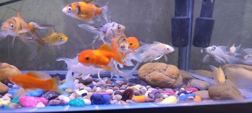 Akvarium va baliqlar.