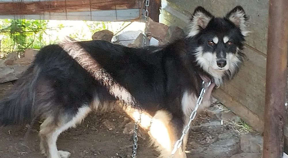 Собака в добрые руки!