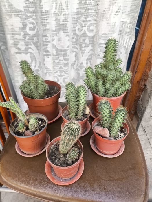 Домашние цветы   из дома