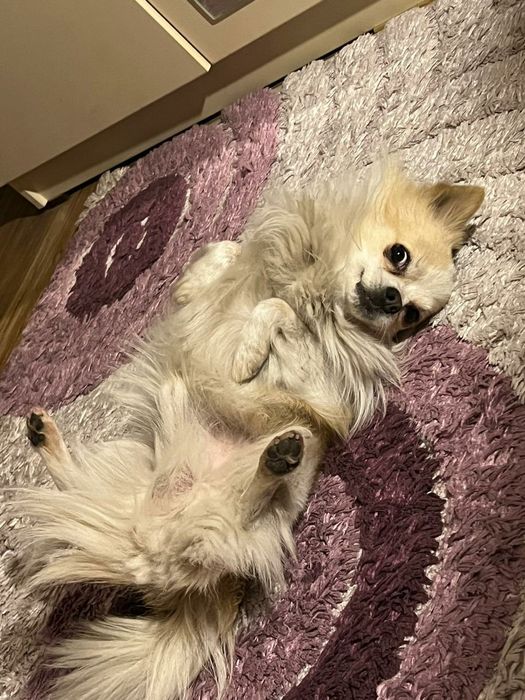 Вязка немецкий шпиц для мальчика