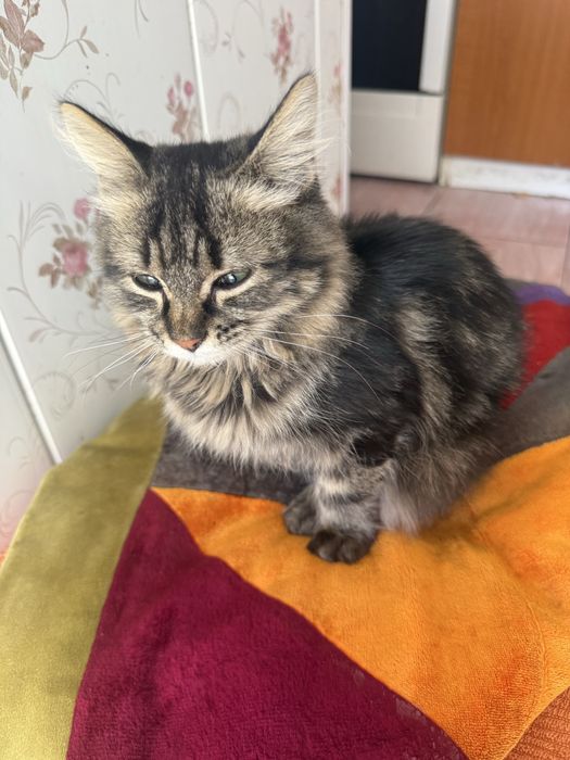 Котенок в добрые руки