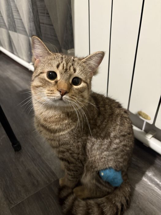 Отдам молодого кота