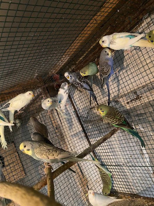 Papagali perusi si alte rase