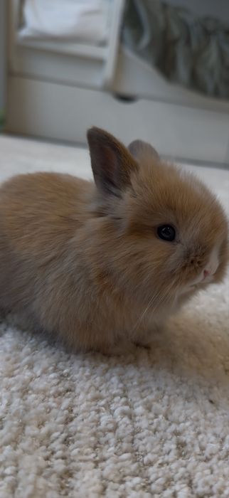 Декоративный Кролик со всеми необходимыми принадлежностями.