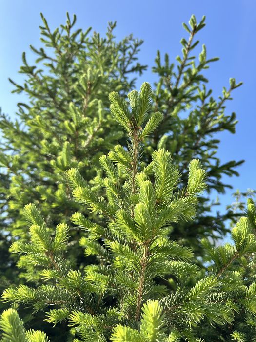 Ель обыкновенная 5 метров