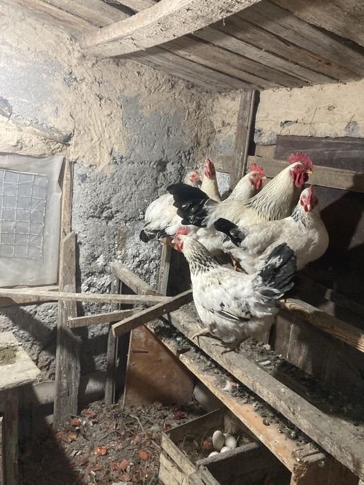 Куры адлерские 1+9