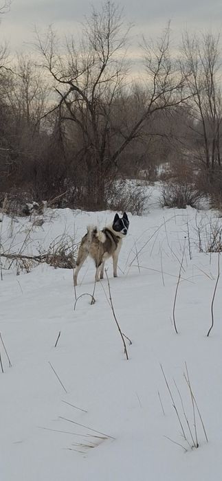Щенок лайки кобель
