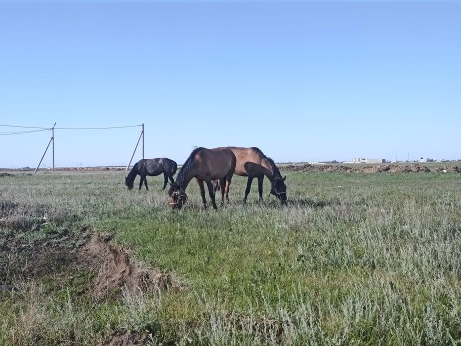 . Жылқылар сатылады. Продам лошадей.