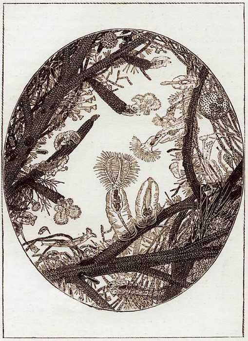 Продам  биологический  микроскоп МБУ-4