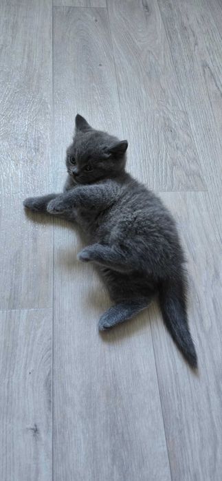 Продам котёнка. Британец. Девочка
