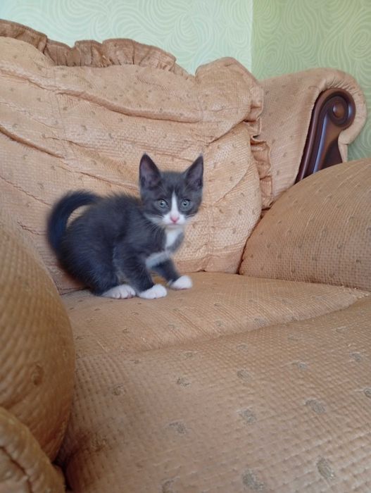Отдам котят в добрые руки.