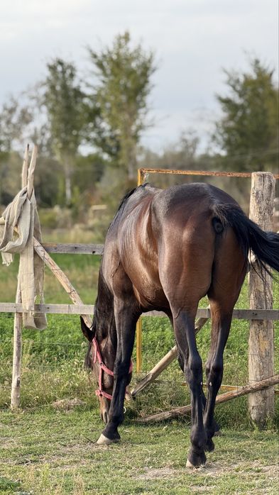 Дөнен 3,5жасар аяқ қолы сау !!!