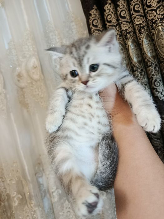 Shinshilla mramir akras