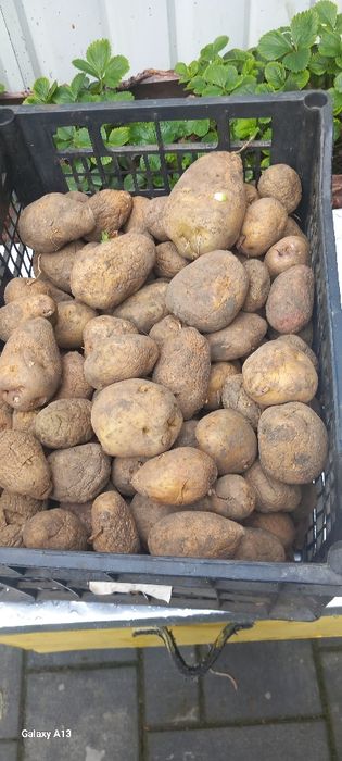 Vand  cartofi  de sămânță , albi stare foarte bună  .