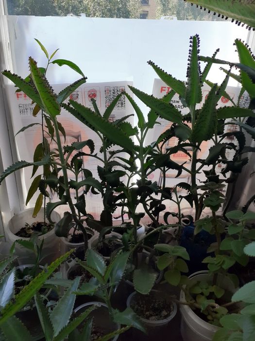 Продам лекарственный каланхоэ