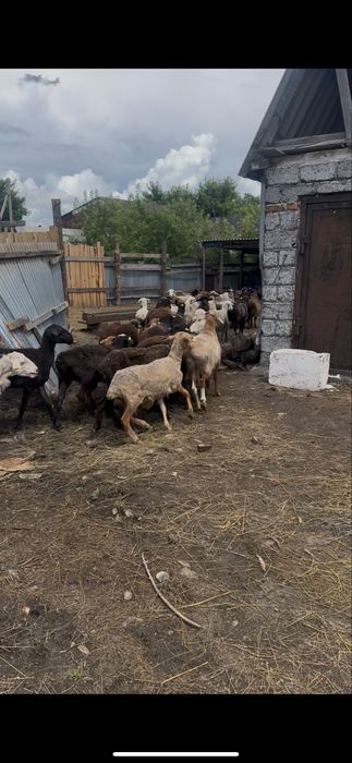Продам баранов 70 голов