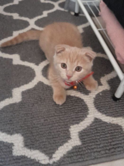 Scottish Fold mushukcha (erkak). Котенок  мальчик, скотиш-фолд,