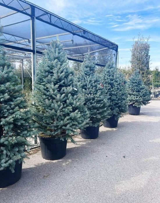 Plante ornamentale și rulou de gazon, Livrare rapida oriunde în Țară