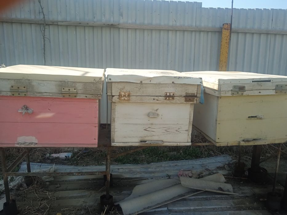 Asal ari quti ramkalari bilan