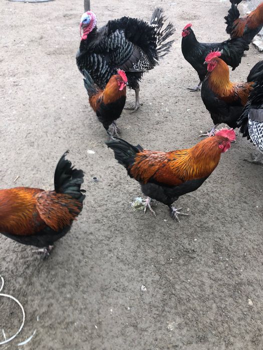 Oua si cocoși Marans