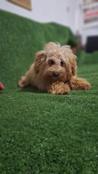 Пудел Той пуделче момиче