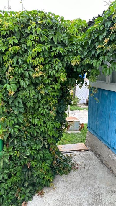 Продам дачу на Самсоновке