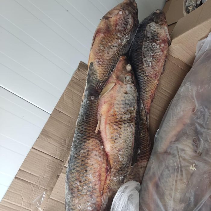 Рыба сазан крупный