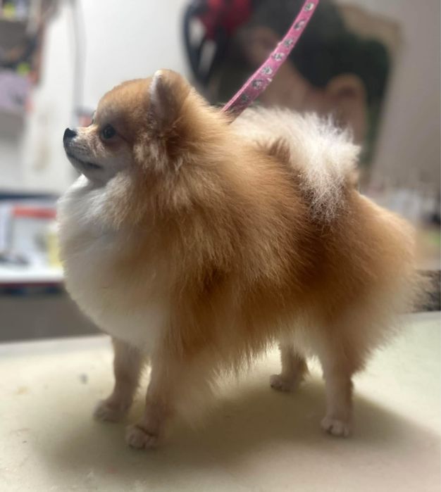 Pomeranian cu pedigree FCI
