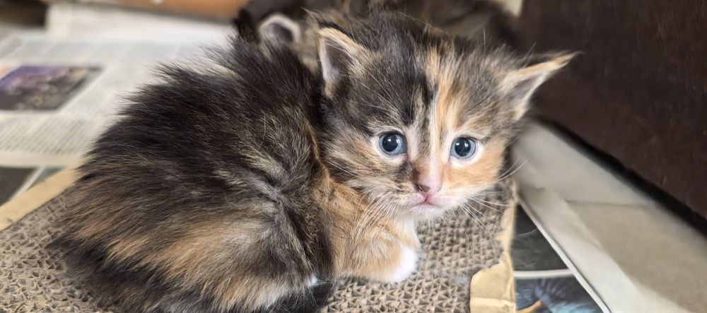 Отдам котят в хороший руки