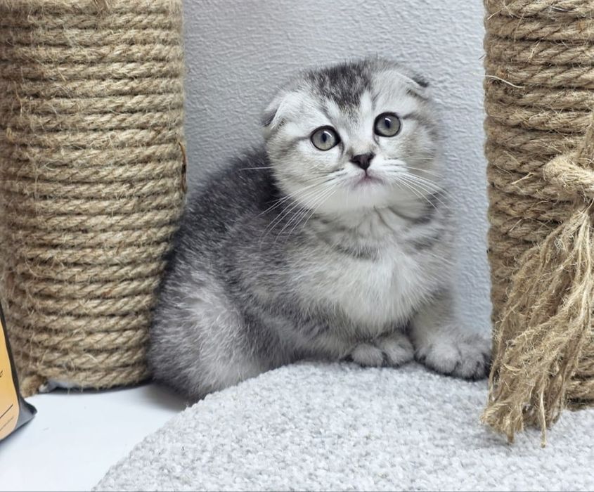 висЛоуХие ПлЮшевыЕ коТята