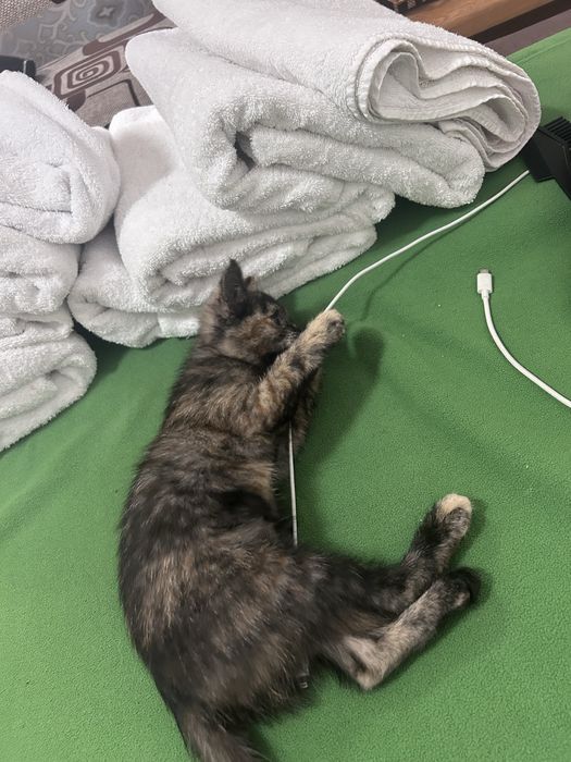 Потерялся котенок
