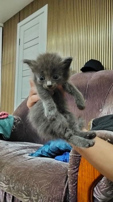 Отдам котят в хорошие добрые руки