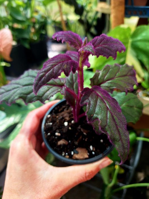 Vand plante de apartament