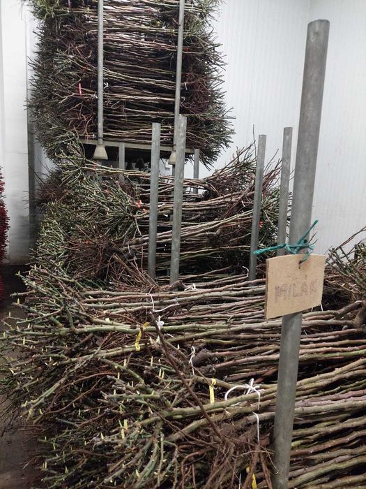 Trandafiri altoiți de vânzare – Diverse soiuri – Angro și Bucată