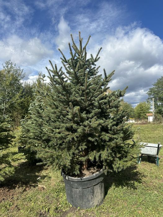 Copaci / Mesteacan / Brazii / Plante gradina