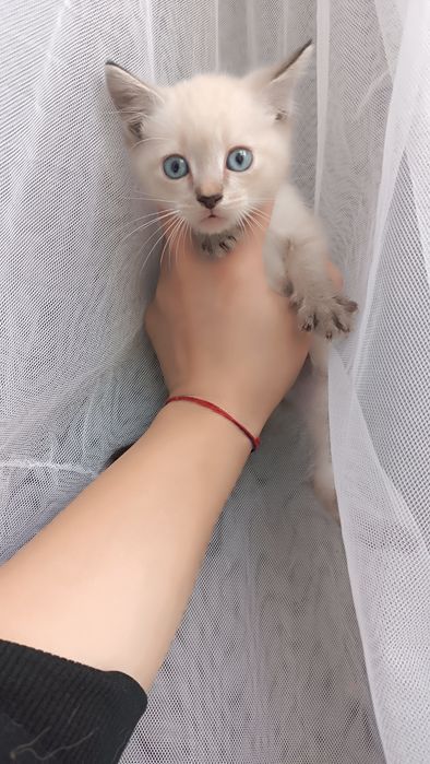 Котята ищут дом!