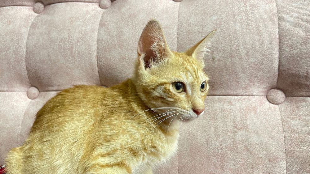 Котята в хорошие руки