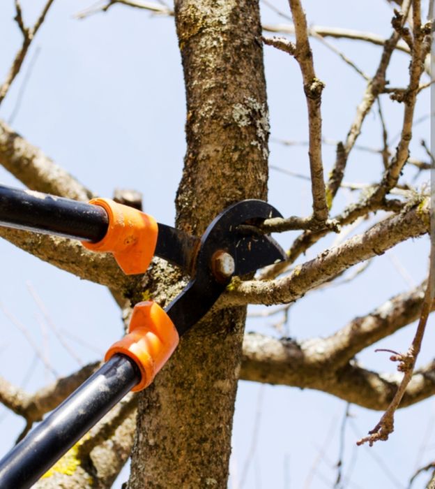 *TUNDERE/Taiere/Toaletare Pomi - Viță De Vie*