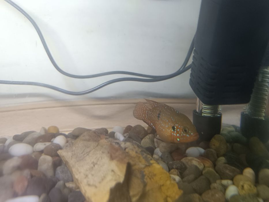 Аквариум сотилади