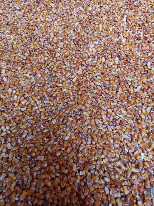 Porumb Corintos de vanzare