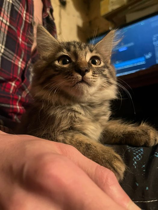 Котёнка в хорошие руки