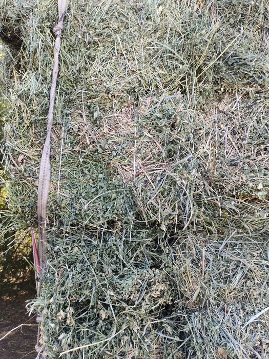 Сено клевер жонышка