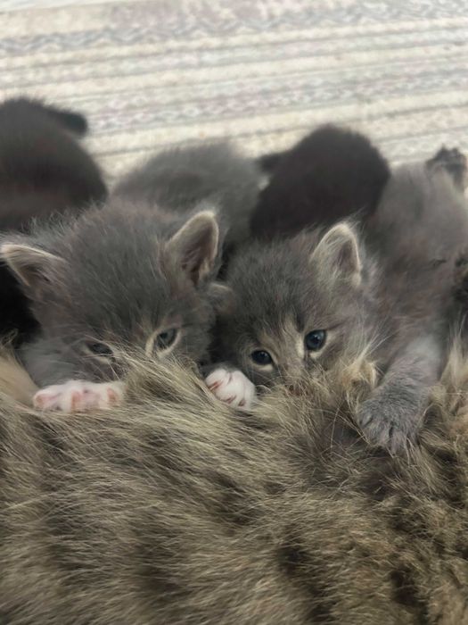 Котята бесплатно