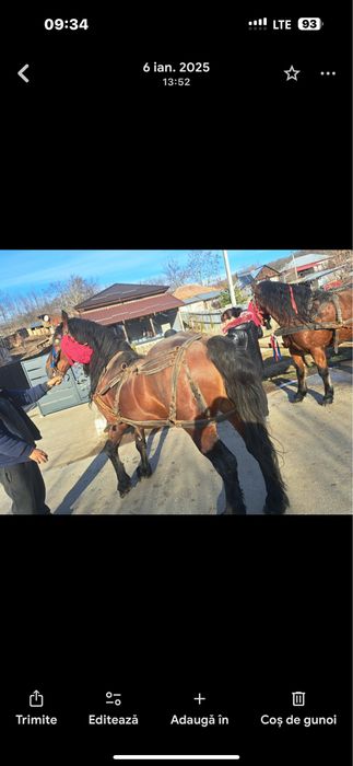 Vand iapa si armasar