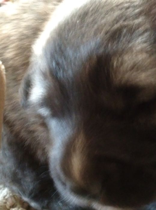 Продается щенок алабая девочка