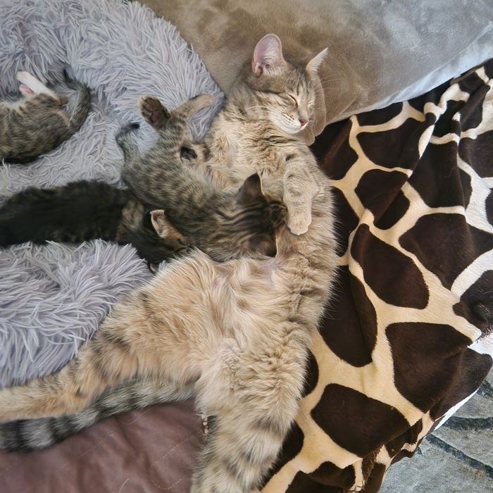 Котёнка 3 штук оригинал