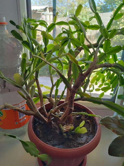 Продам комнатный цветок