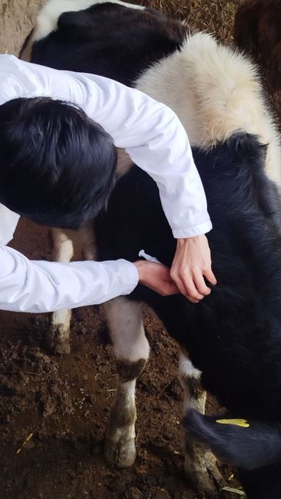 Veterinariya xizmati ветеринария хизмати Хадамоти ветеринарӣ