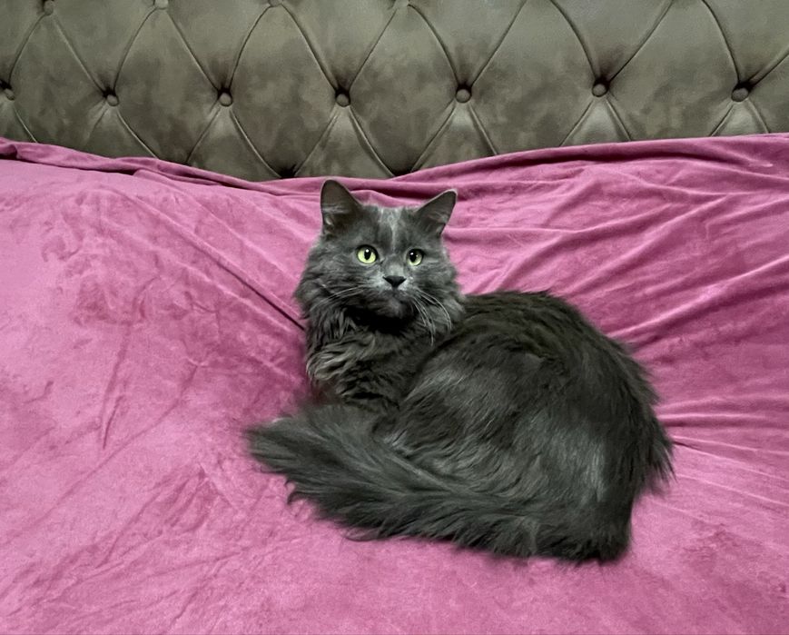 NEBELUNG  mmushug