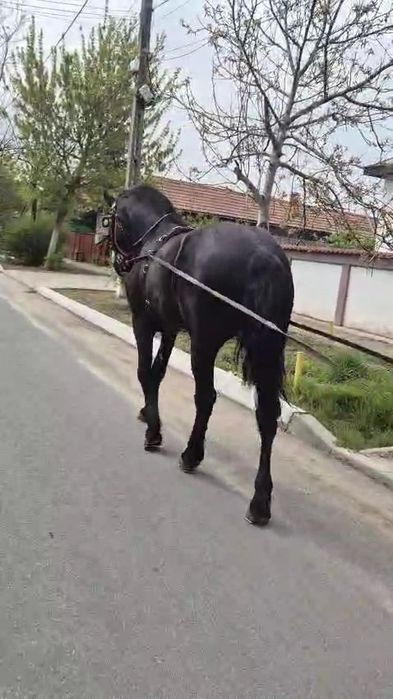De vânzare armasar.